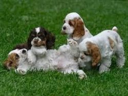 Cocker Spaniel Puppies for Adoption