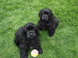 American Cocker Spaniel Puppies For Sale.