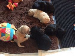 American Cocker spaniel puppies Available