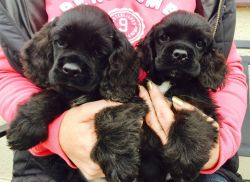 Stunning Afterglow American Cocker Puppies. for u