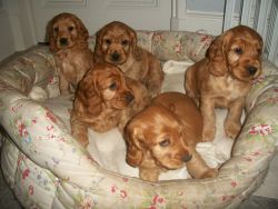Coton De Tulear puppies