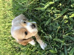 Buff and white cocker spaniel for sale