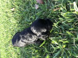Black with White markings cocker spaniel for sale