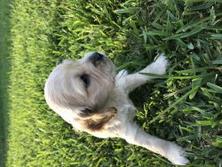 Buff and white cocker spaniel for sale