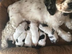 Pure Bred American Cocker Spaniel Puppies WITH PAPERS for AKC Reg