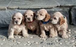 American Cockapoo Puppys For Sale