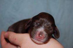 American cocker spaniel puppies for sale