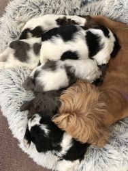 Coker Spaniel puppies