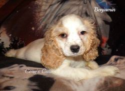 AKC Cocker Spaniel puppy-Benjamin