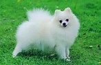 Pomeranian Adorab, loving ,obedient and playedfull Pupps available