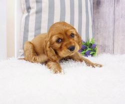 Cocker Spaniel Puppy – Male - Jimmy ($1,400)