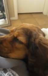 Cockerspaniel female puppy for good family