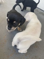 Puppies for sell