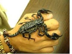 Black Scorpion for Sale