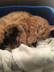 Brown Cat with New Born Kittens