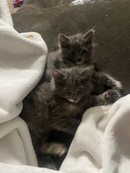 Grey baby cats