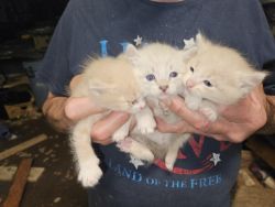 American Curl kittens