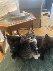 Kittens for sale 9 weeks old