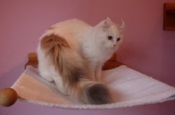 American Curl Kittens Available