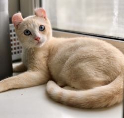 American curl is available