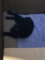 5 week black kitten for sale