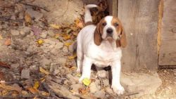 American English Coonhound for sale at xxx-xxx-93O7