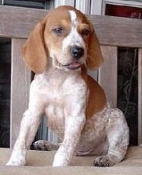 Obedient American English Coonhound Puppies