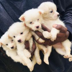 8weeks old American Eskimo Puppies Available