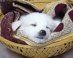 American Spitz Puppy for Sale