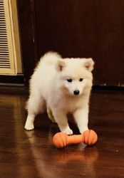 Registered 10 week old eskie puppy