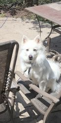 I have a beautiful one year old American Eskimo fully vaccinated and