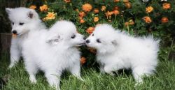 Cute American Eskimo puppies for sale