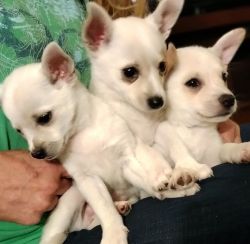 Fabulous Cihimo or Eskie-Chi Puppies ready for forever ehomes