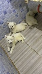 Eskimo puppies for sale