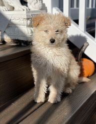 Eskipoo Puppy Available - Professionally Trained