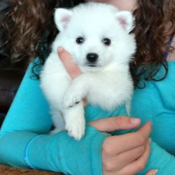Gorgeous new litter of America Eskimo miniature puppies! Females and M