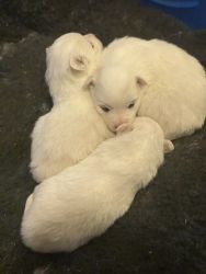 Mini American Eskimo Puppies