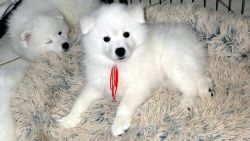 American Eskimo Puppies Champion Bloodline Need a Good Home