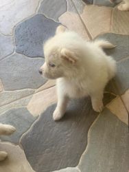 Buy America Eskimo both male and Female for sale