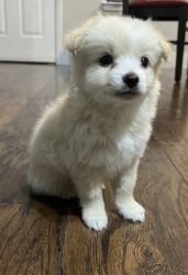 Chihuahua -Eskimo mix puppies