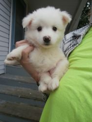 American Eskimo Puppies 2 females and 2 males Reduced