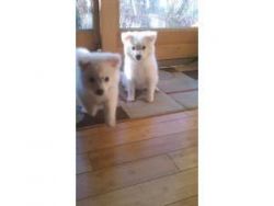 American Eskimos puppies For Sale