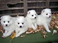 american eskimo puppies
