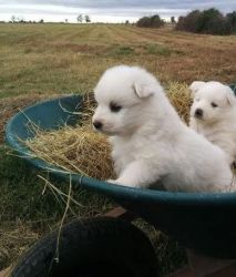 American Eskimo Dog Puppies for Sale