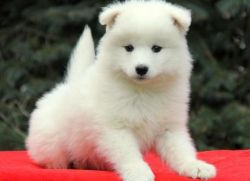 Pure Samoyed Puppies available now