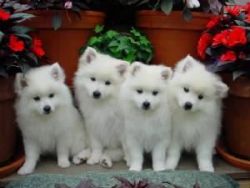 american eskimo puppies for sale