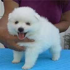 American Eskimo Dog puppies for sale