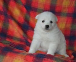 Oliver - American Eskimo Puppy For Sale
