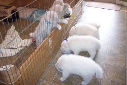 Please Adopt Us-samoyed Puppies-10 Weeks Old