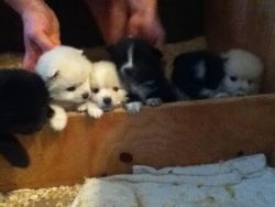 Mini American Eskimo Puppies